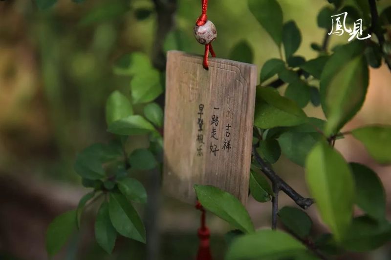 南昌宠物殡葬师：愿你往生为人 再彼此相伴